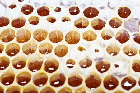 Honey. Honeycomb with honey in closeup. Macroの写真素材