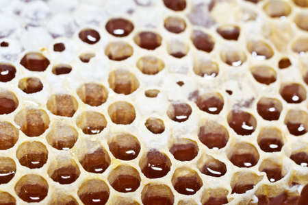 Honey. Honeycomb with honey in closeup. Macro