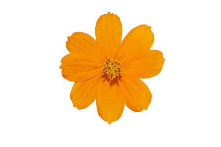 Orange flower isolated on white backgroundの写真素材