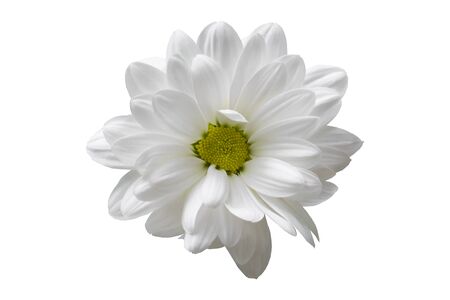 white chrysanthemum flower closeup no backgroundの写真素材