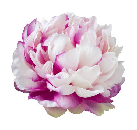 luxurious pink peony flower close-up on a white background. flower of Loveの写真素材