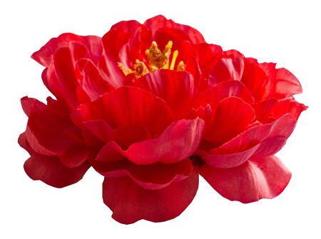 beautiful red peony from fabric on a white background. flower of love and passionの写真素材