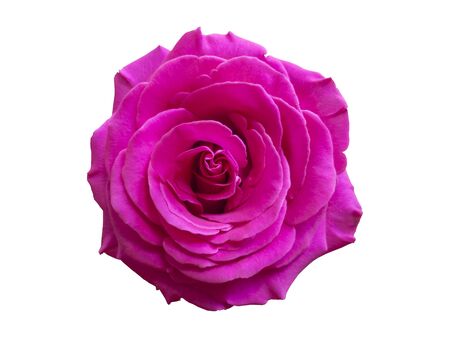 Chic Pink Purple Rose Macro On White Backgroundの写真素材