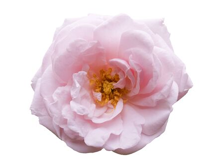 Chic Pink Purple Rose Macro On White Backgroundの写真素材