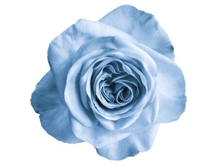 blue rose flower closeup no backgroundの写真素材