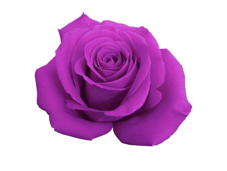 Chic purple Rose Macro On White Backgroundの写真素材