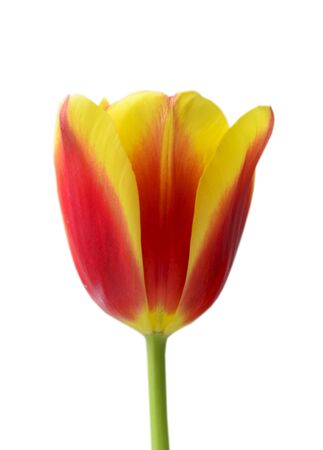 yellow with red tulip close-up on a white backgroundの写真素材