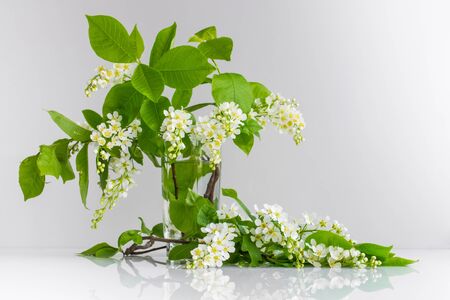 romantic still life with blooming bird cherry on a white backgroundの写真素材