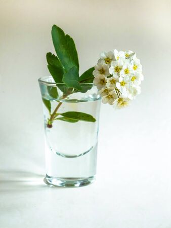 spring pruning branch in a glass on a white backgroundの写真素材