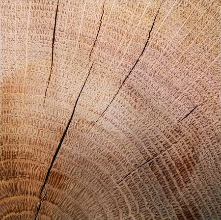 texture of wood, oak in cross section closeupの写真素材