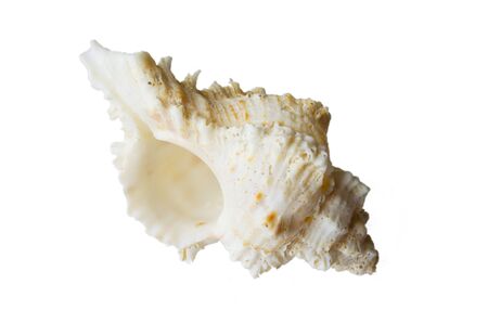 white sea cockleshell on a white backgroundの写真素材