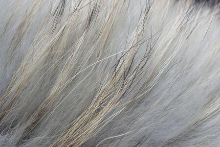 creative idea for background. gray fox fur closeupの写真素材