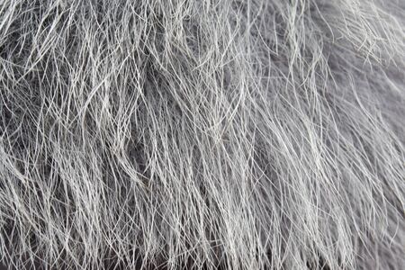 creative idea for background. gray fox fur closeupの写真素材