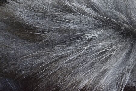 creative idea for background. gray fox fur closeupの写真素材
