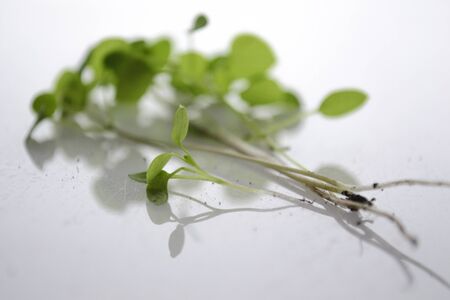 first young spring green sproutsの写真素材