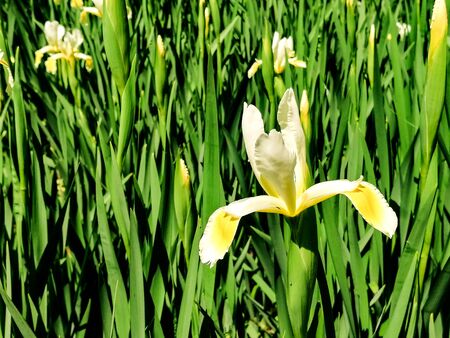 white flower with yellow iris close-up on a background of green leaves