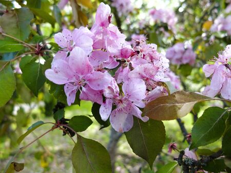 branch of pink flowered tree in spring close upの写真素材
