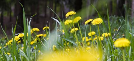 yellow dandelion flowers in the forest close upの写真素材