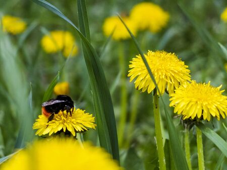 yellow dandelion flowers in the forest close upの写真素材