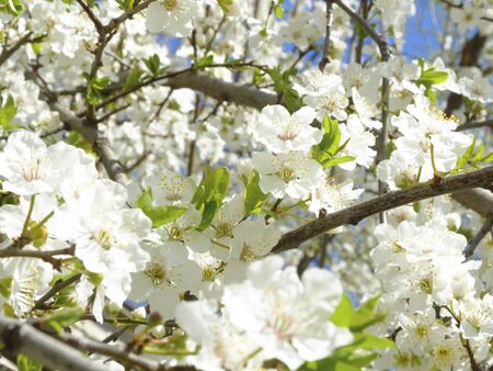 Cherry Blossom and Blooming Spring Gardensの写真素材