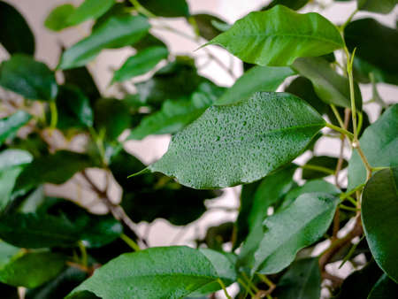 leaves of ficus, tree with rain drops, dewの写真素材