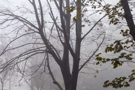 graphic tree branches in morning misty landscape