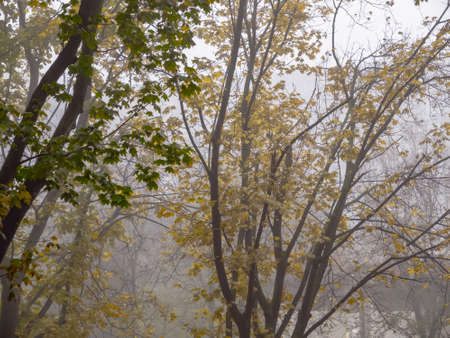 graphic tree branches in morning misty landscape