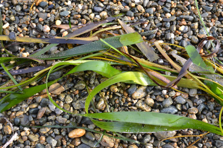 sea kale, seaweed, sea stones