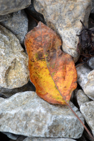 autumn leaf leads on the seaside among sea stonesの写真素材