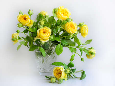 chic bouquet of yellow garden roses for the beloved on a white backgroundの写真素材