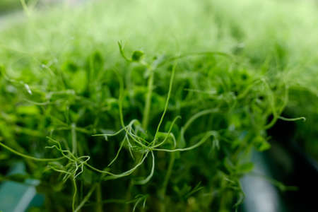 young shoots of seeds. microgreen