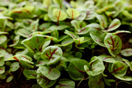 young shoots of seeds. microgreen