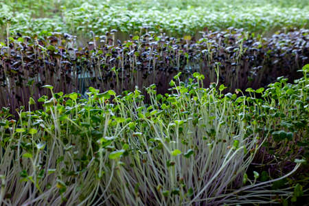 container with young seed shoots. microgreenの写真素材