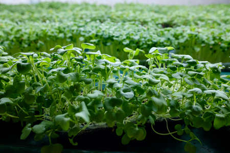 container with young seed shoots. microgreen