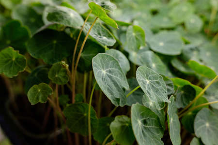 young shoots of seeds. microgreenの写真素材