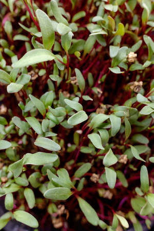 young shoots of seeds. microgreenの写真素材