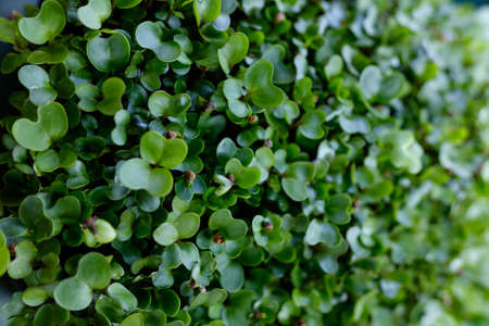 young shoots of seeds. microgreen