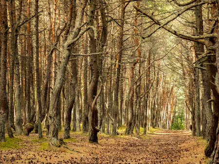 The Dancing Forest is a nature reserve. Unique curved tree trunks on the Baltic coast.の写真素材