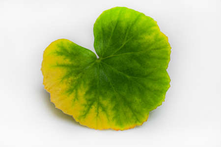 autumn leaf yellow-green close-upの写真素材