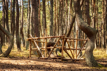 The Dancing Forest is a nature reserve. Unique curved tree trunks on the Baltic coast.の写真素材
