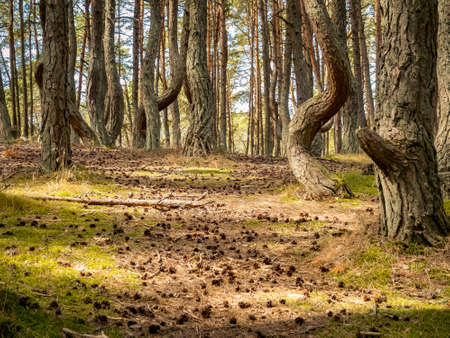 The Dancing Forest is a nature reserve. Unique curved tree trunks on the Baltic coast.の写真素材