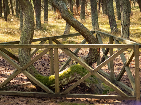 The Dancing Forest is a nature reserve. Unique curved tree trunks on the Baltic coast.の写真素材