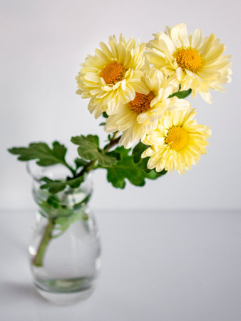 branch of yellow chrysanthemums in a glass vase on a white backgroundの写真素材