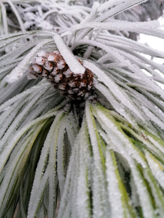 frosts. trees covered with snow and iceの写真素材