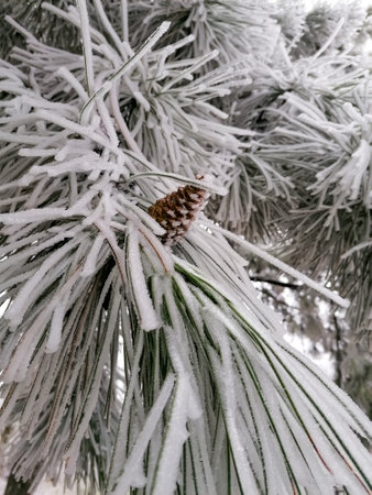 frosts. trees covered with snow and ice