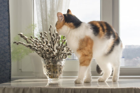 bouquet of willow branches in a crystal vase catの写真素材