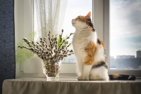bouquet of willow branches in a crystal vase catの写真素材