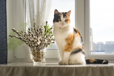bouquet of willow branches in a crystal vase catの写真素材