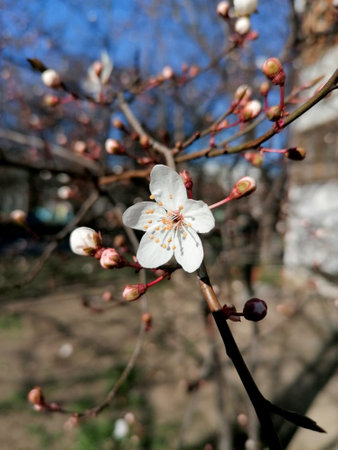 first flower on a fruit tree in early springの写真素材