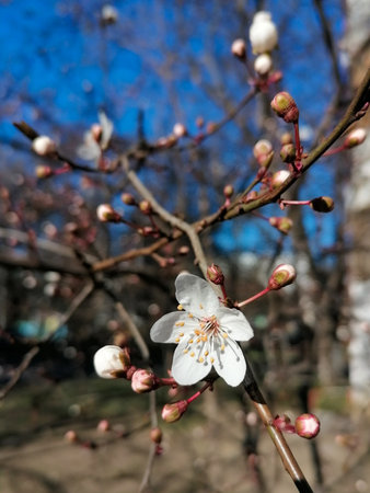 first flower on a fruit tree in early springの写真素材